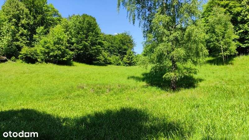 Karkonosze, Jagniątków, JG , dla inwestora 3 ha - Pełny obrazek: 4/11