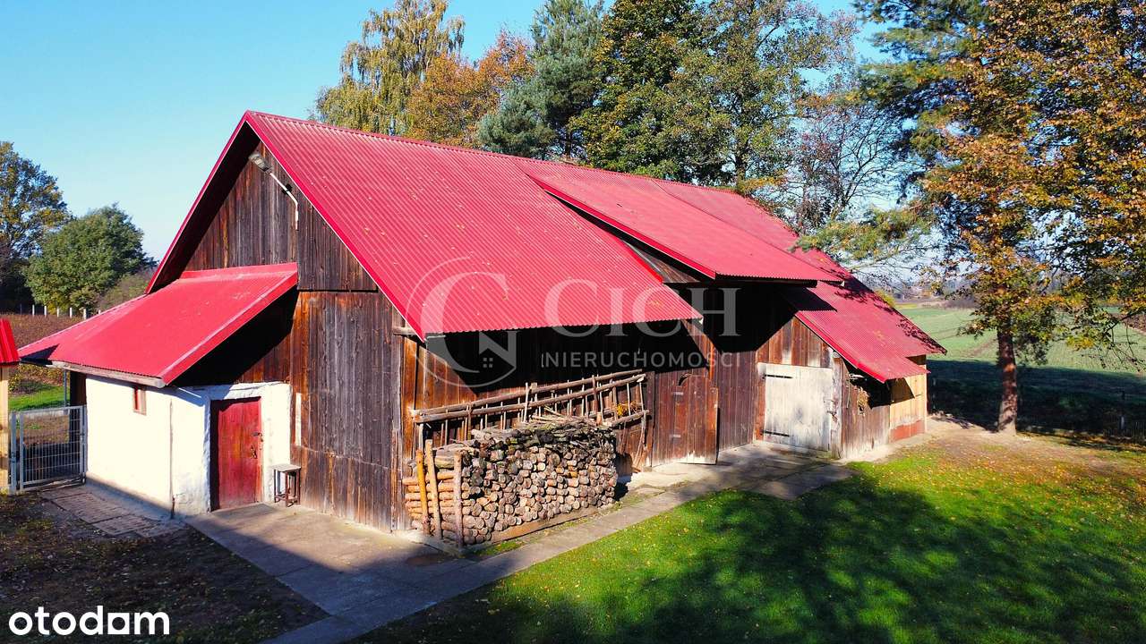 Zadbane siedlisko z prosperującą plantacją jagody kamczackiej.-11