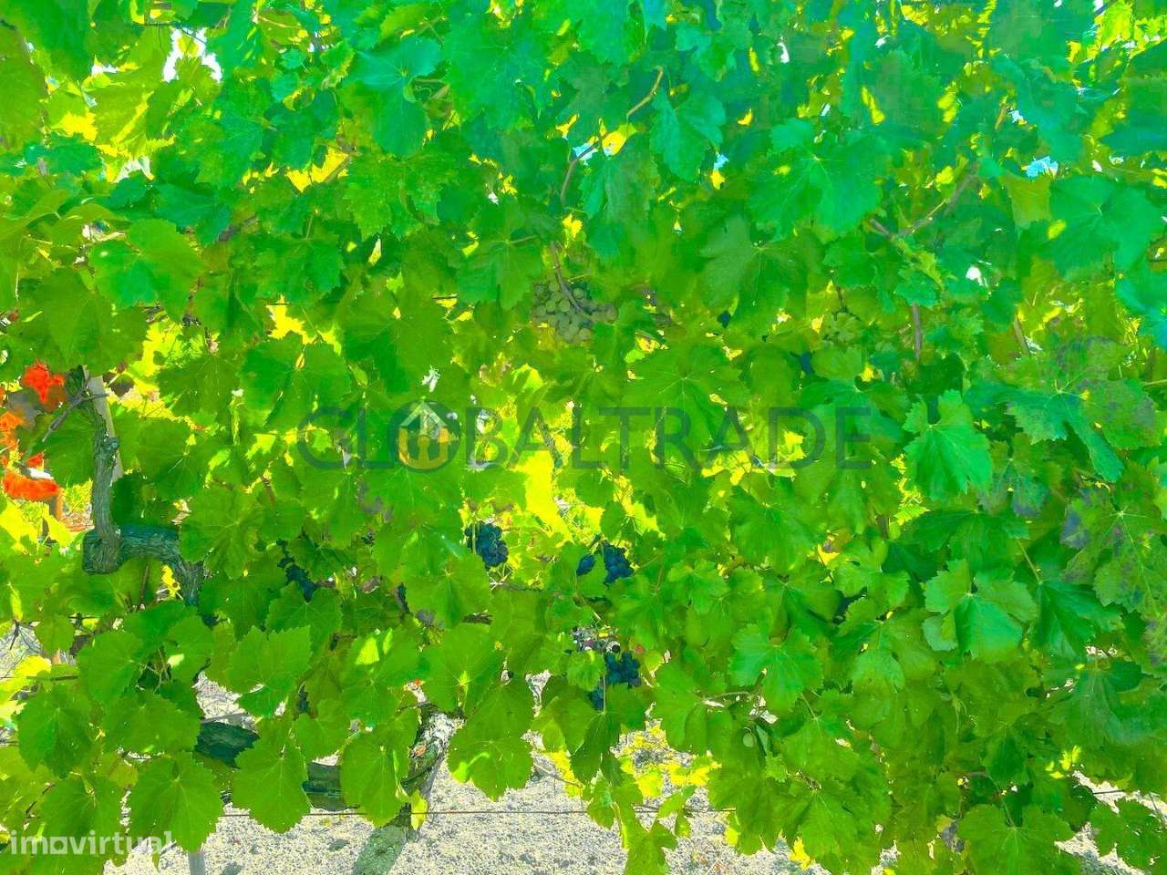 Quinta com 5250 m² & Moradia T1 em Pedra – Baião-21