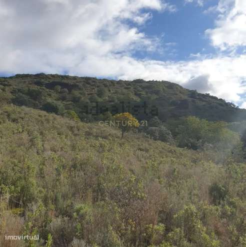 Terreno Agroflorestal em São Bartolomeu de Messines, Silves - Grande imagem: 4/6
