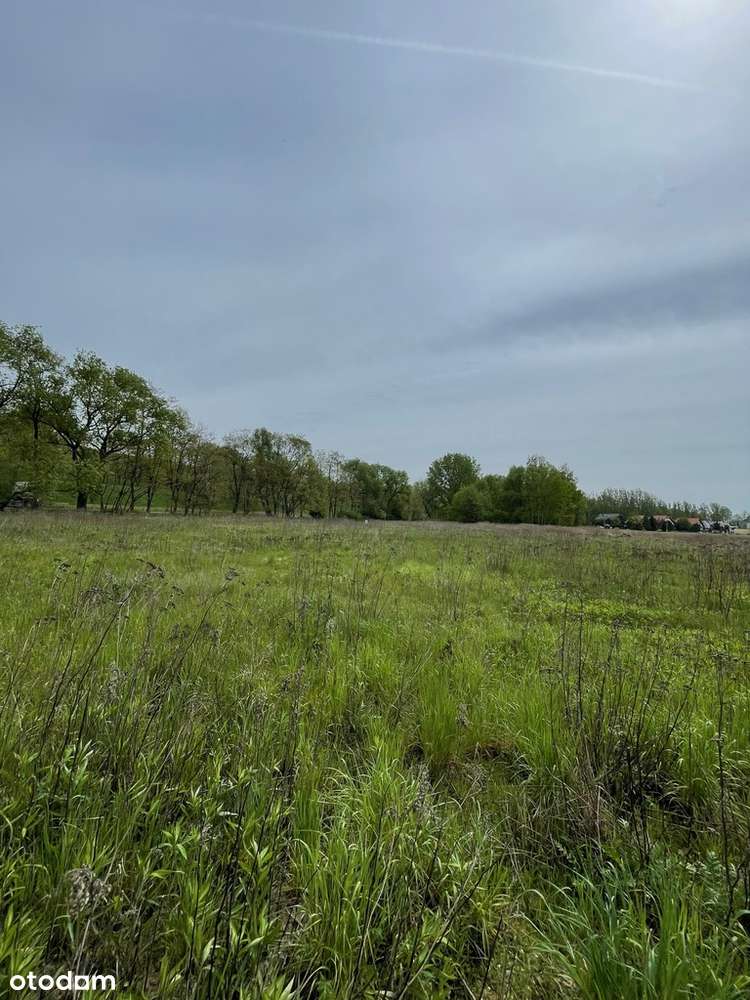 Działka 1,35 ha Kępa Zawadowska - Pełny obrazek: 3/5