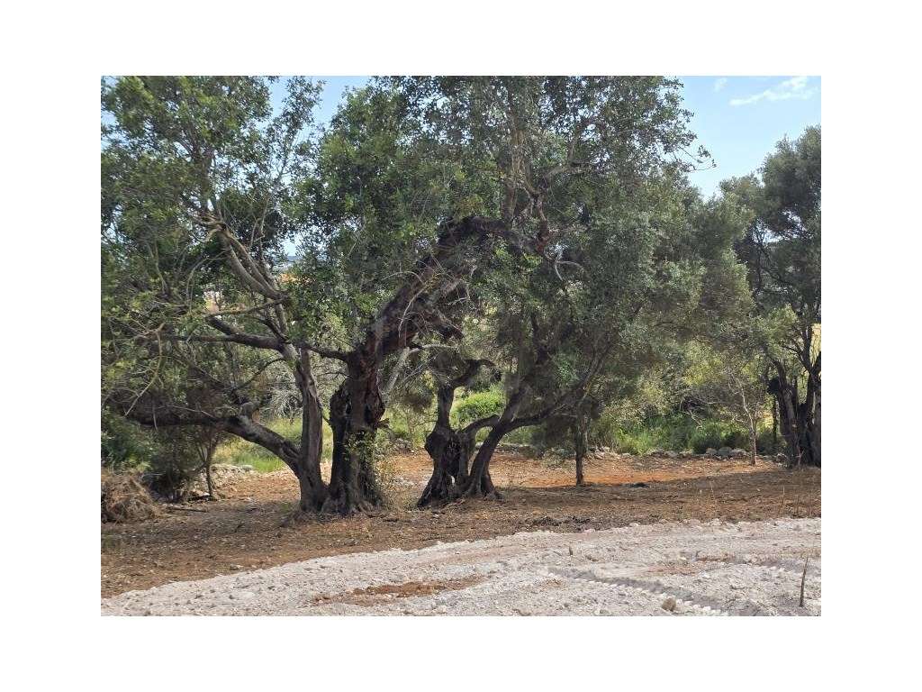 Terreno rústico com Vista Mar - Excelente oportunidade de investime... - Grande imagem: 4/28