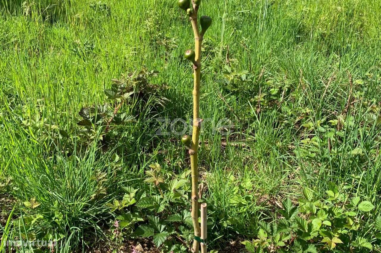 Terreno agricola e florestal.-32