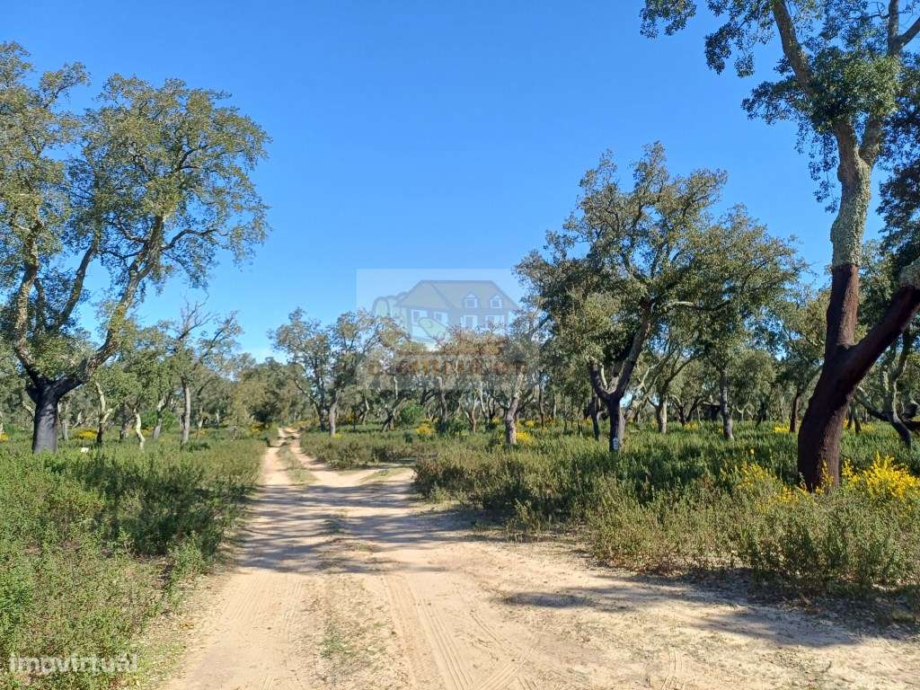 Herdade com ruínas e cortiça de excelência a 10 minutos das praias!-5
