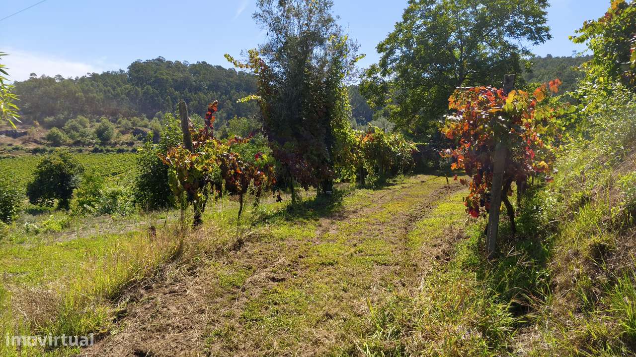 Terreno em Dornelas; Amares-8