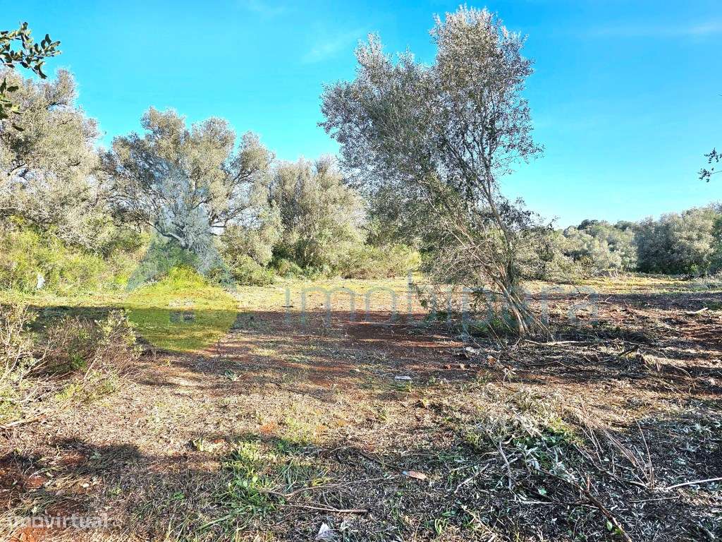 Terreno fértil em zona rural, para agricultura, projeto florestal, ... - Grande imagem: 5/13