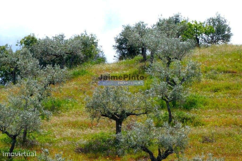 45.000m2 Olival, árvores de fruto e ruína. Portugal, F. C. Rodrigo,... - Grande imagem: 5/7