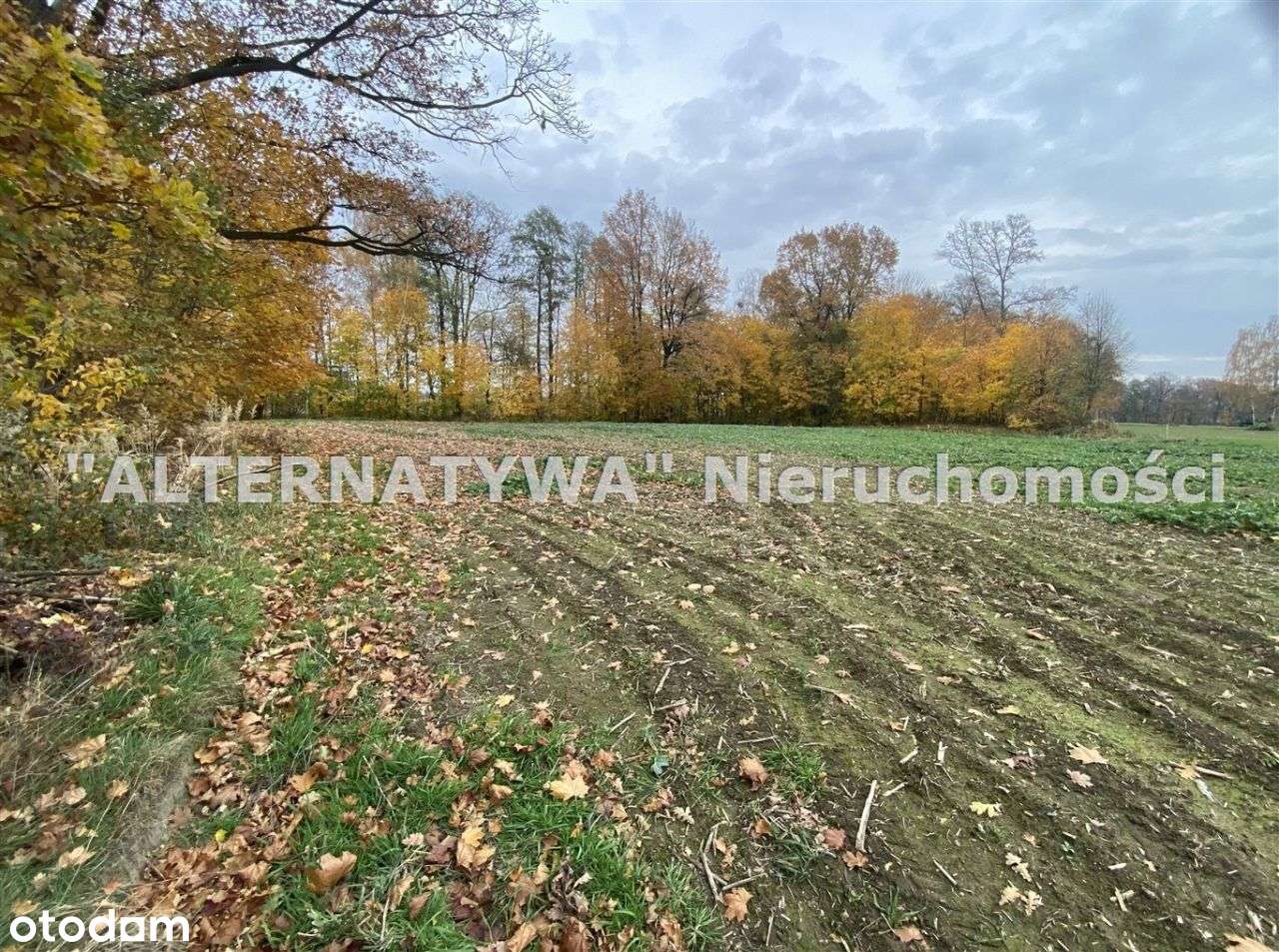 Wyjątkowa działka Mizerów-6