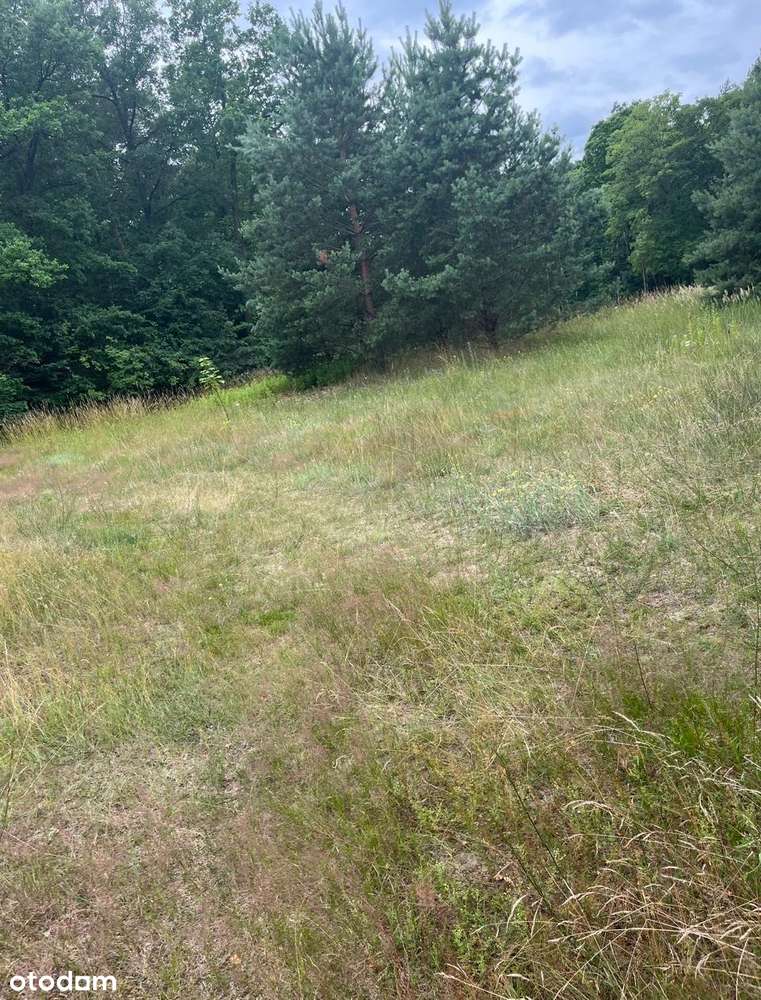 Działka 1,4 ha, GZIN, gmina Dąbrowa Chełmińska-10