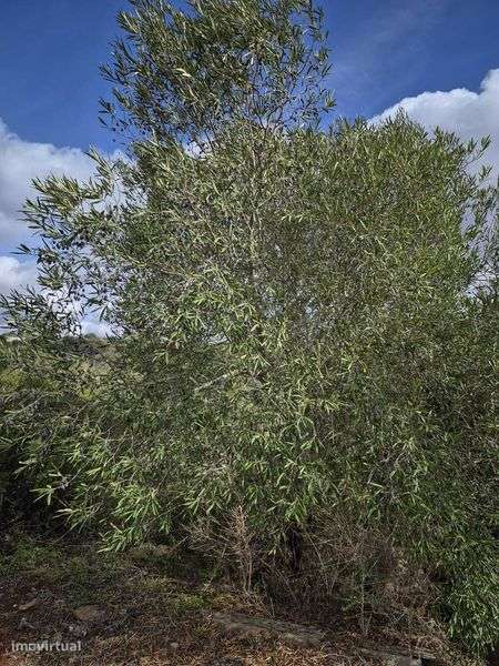 Terreno Rústico 1280m² em S. B. Messines - Grande imagem: 5/11