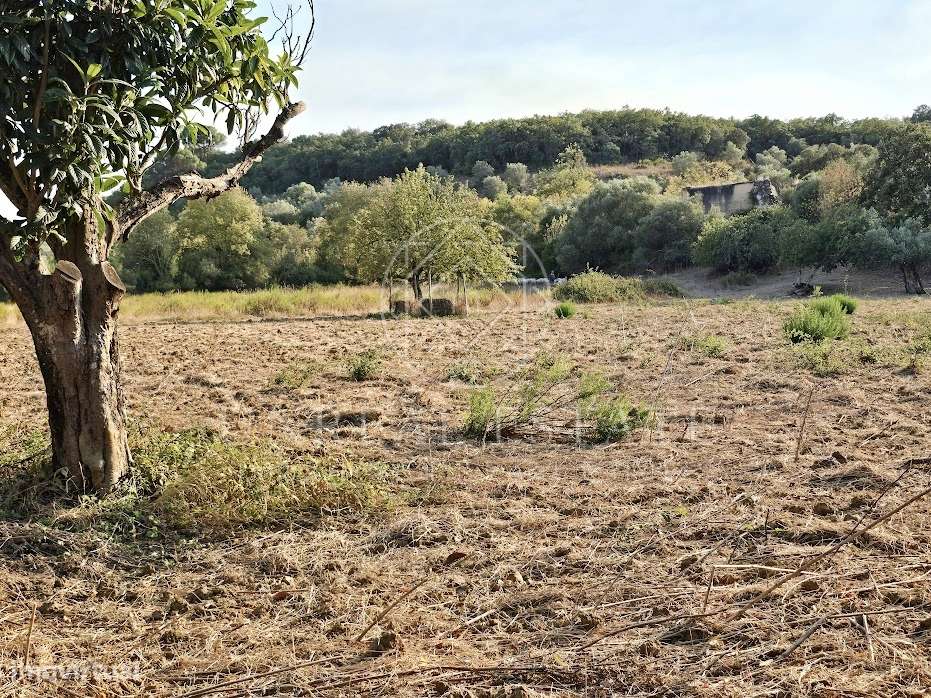 Terreno Misto  Venda em Torres Novas (São Pedro), Lapas e Ribeira Bran-11