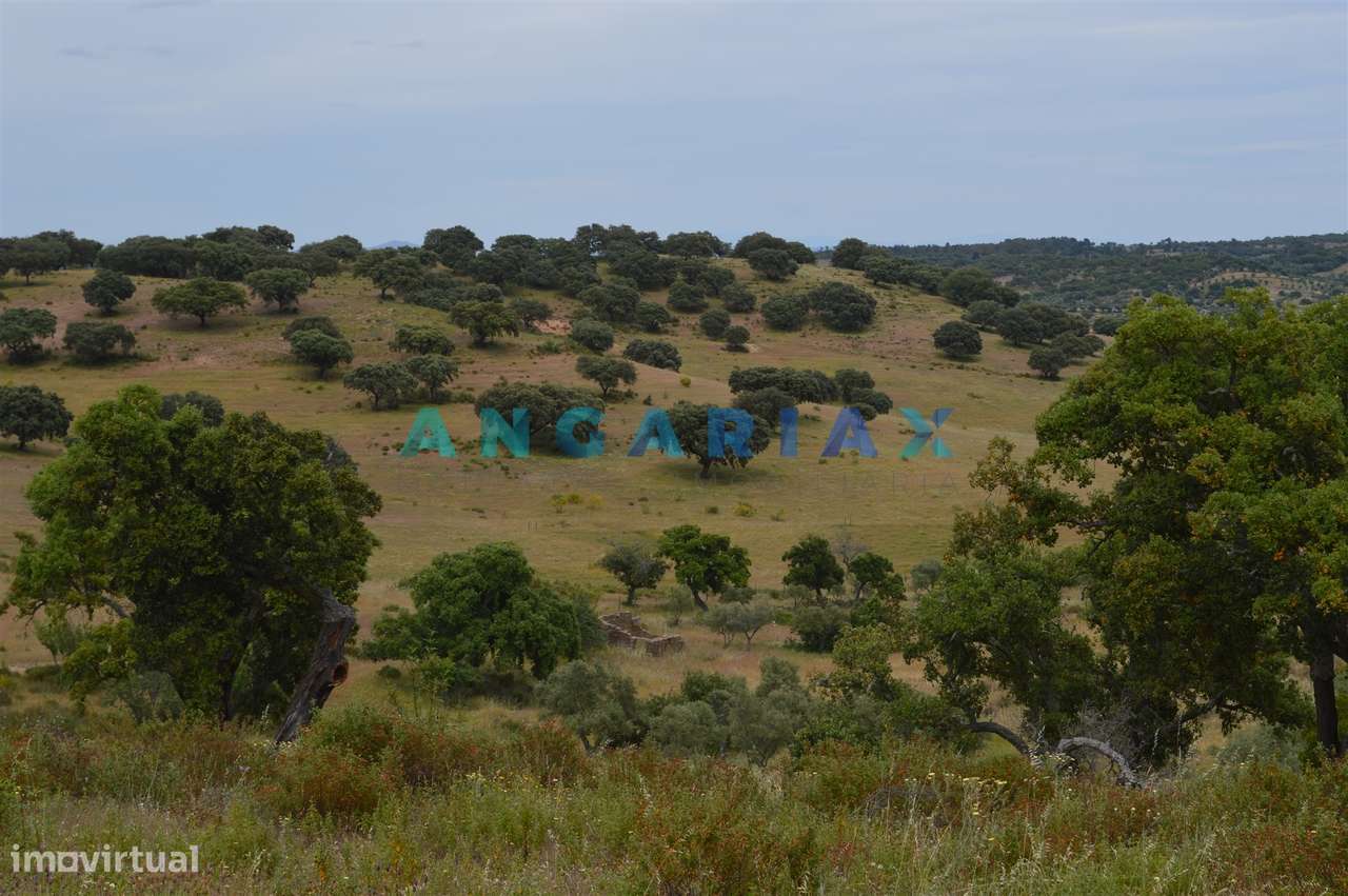 ANG256 - Terreno Rústico para Venda em Rosmaninhal - Grande imagem: 1/13