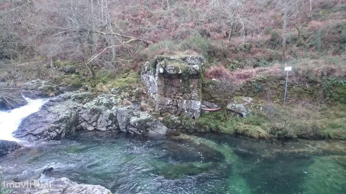 Terreno com 29500 m2 e cerca de 3000 pés de eucaliptos. - Grande imagem: 5/34