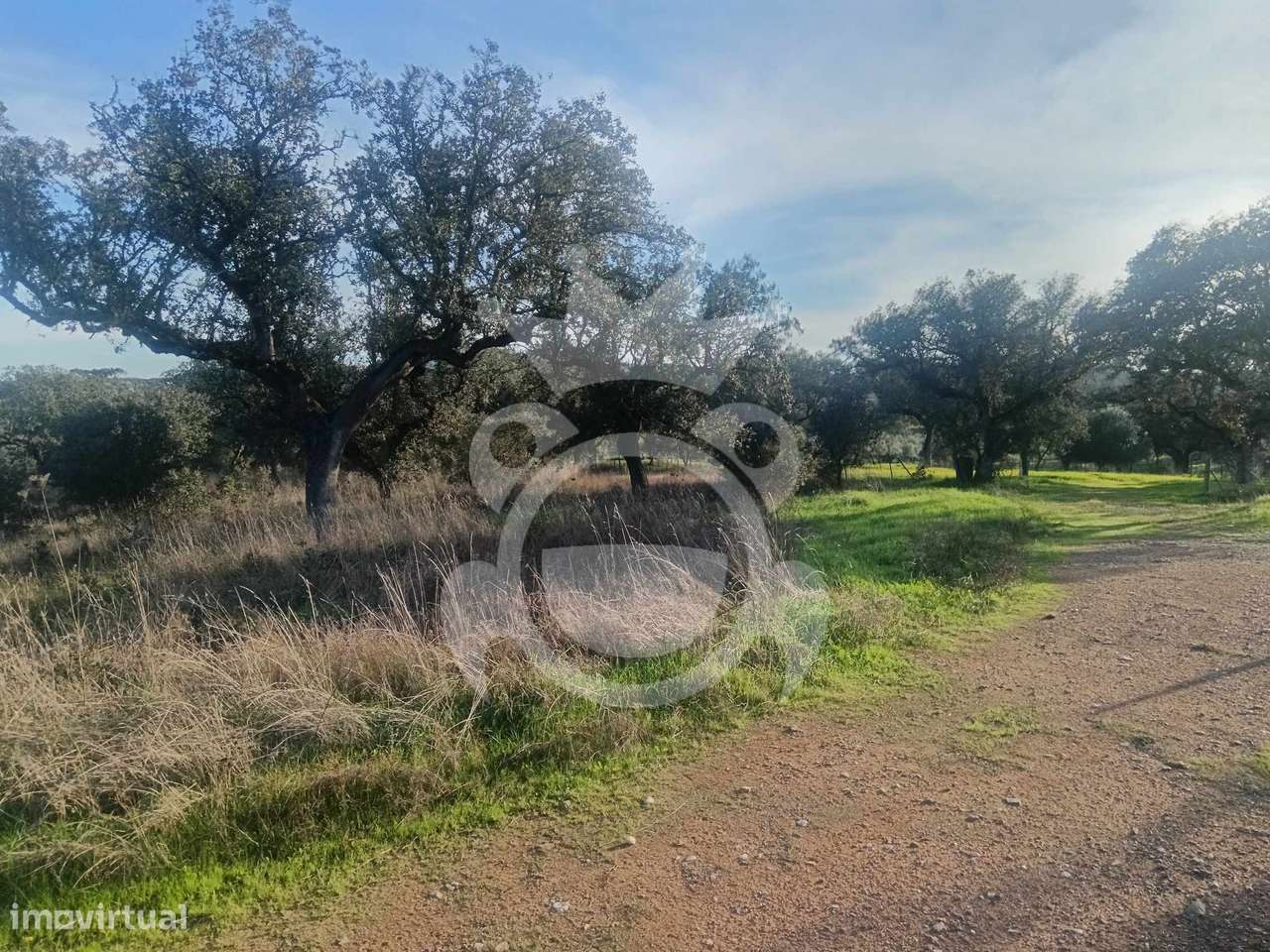 Terreno/Olival - Grande imagem: 2/33