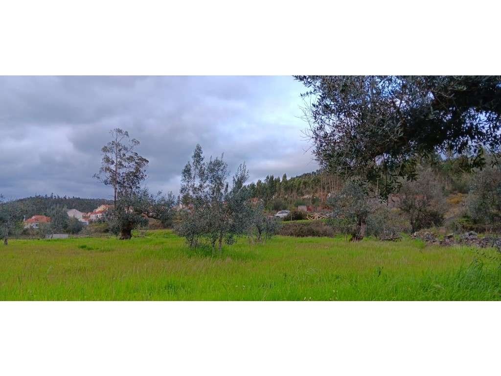 Terreno Rústico com 1.520 m² - Porto Penhascoso, Carregueira (Mação) - Grande imagem: 5/9