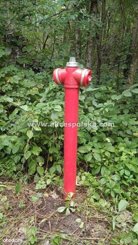 działka z aktualną Wz i starodrzewem-8