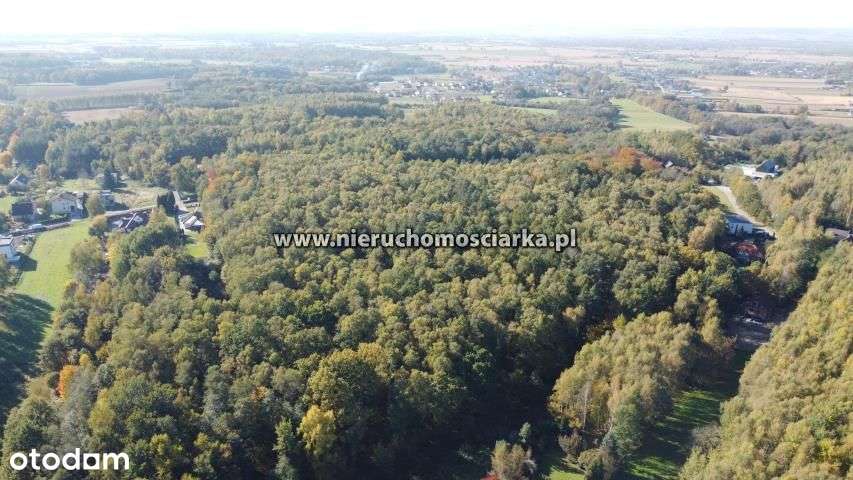 Działka leśna 1,54 ha Czyżowice ul. Gorzycka - Pełny obrazek: 4/8