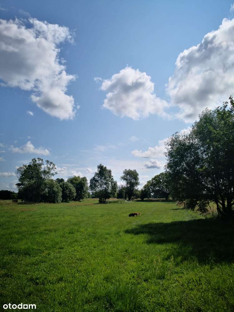 Marianowo g. Długosiodło I 3 działki I warunki zabudowy I pow. 2,06 ha-2