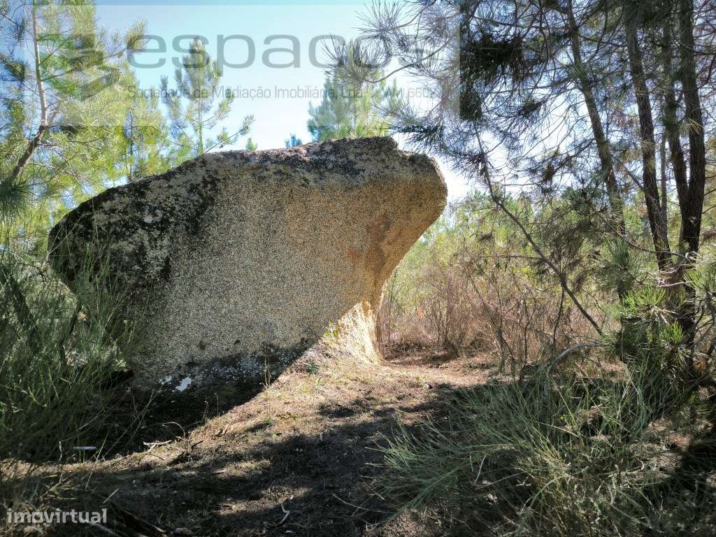 Terreno rústico com sobreiros - Salgueiro do Campo - Grande imagem: 3/8