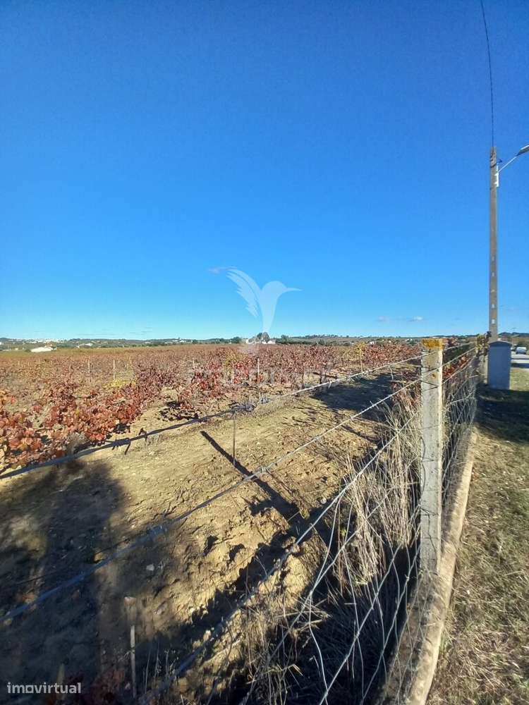 QUINTA AGRICOLA - Grande imagem: 5/11