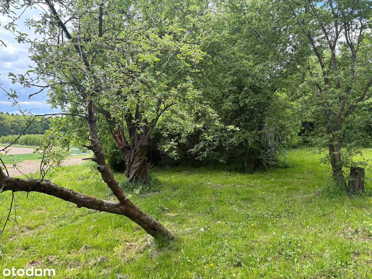 Działka budowlano-rolna Zadroże gmina Trzyciąż - Pełny obrazek: 4/6