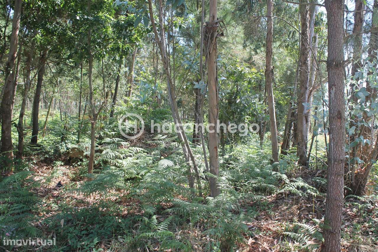 Terreno para Construção em Alvelos Barcelos - Grande imagem: 4/12