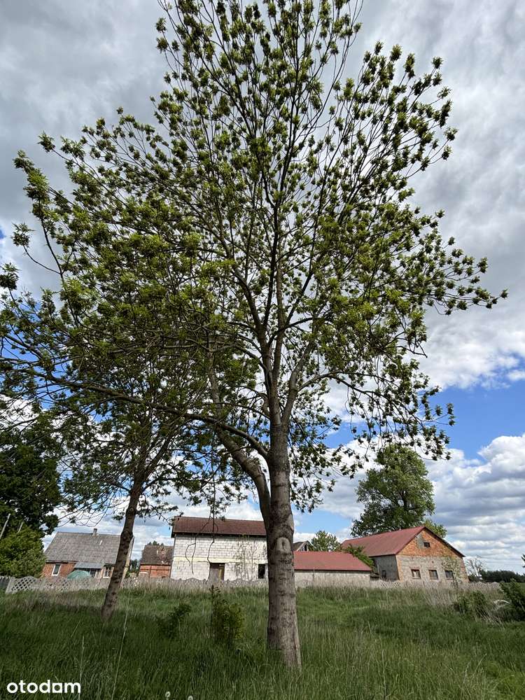 Urokliwa działka siedliskowa przy Parku Krajobrazowym „Ujście Warty” - Pełny obrazek: 4/5