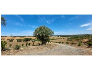 HERDADE 92 ha l Colos - Grande imagem: 4/60