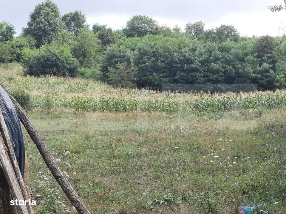 Teren 5300 mp, drum asfaltat, aproape de padure, Dobrovat - Imagine principală: 3/5