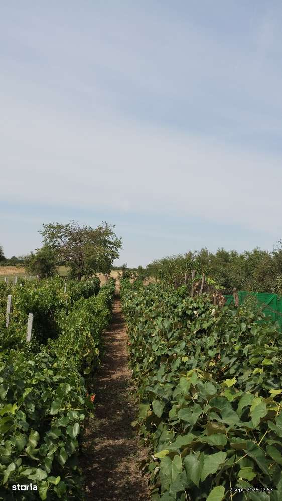 Casa La Tara , Celaru , Dolj - Imagine principală: 4/11