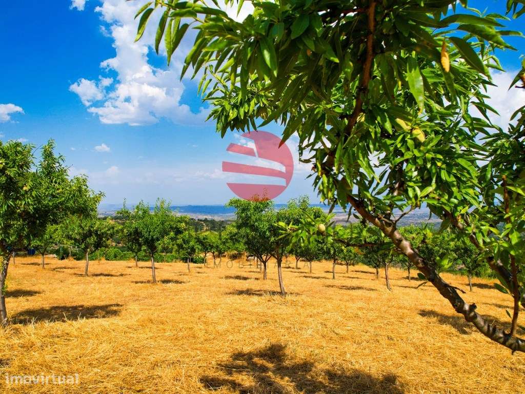 QUINTINHA - Grande imagem: 5/16