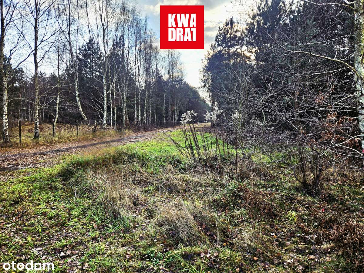 Osowiec 1274m2/MPZP - Pełny obrazek: 4/7