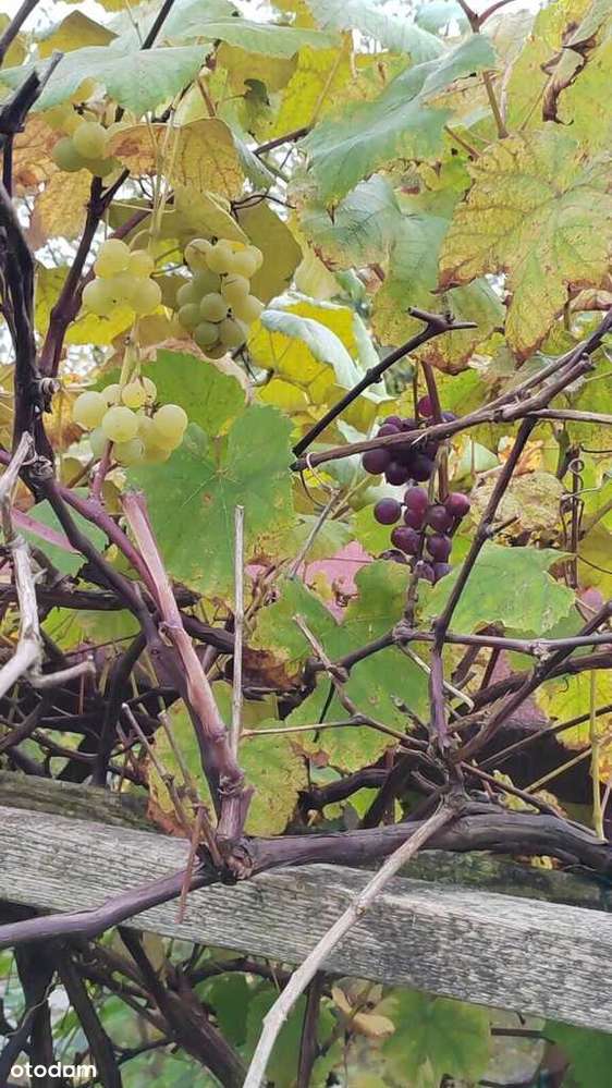 Działka ROD w Radomiu – Potkanów, „Pod Skarpą” - Pełny obrazek: 5/15