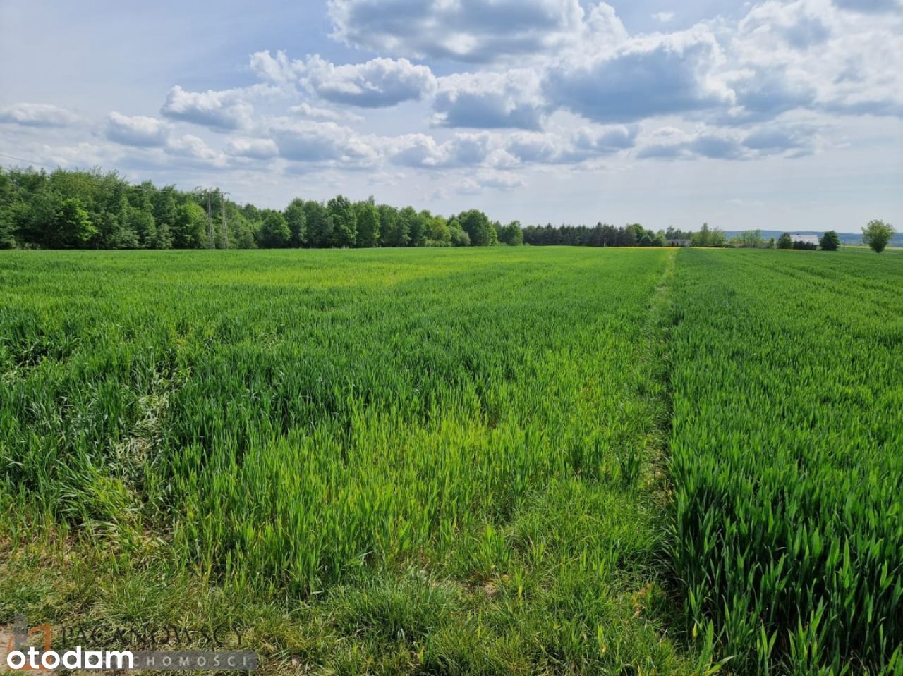 Działka, 10 300 m², Sieciechowice