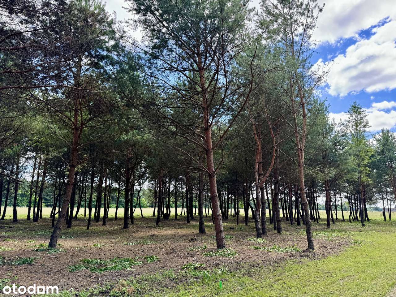 Działki budowlane, wodociąg, prąd, 1,5 km j. Lucieńskie-10