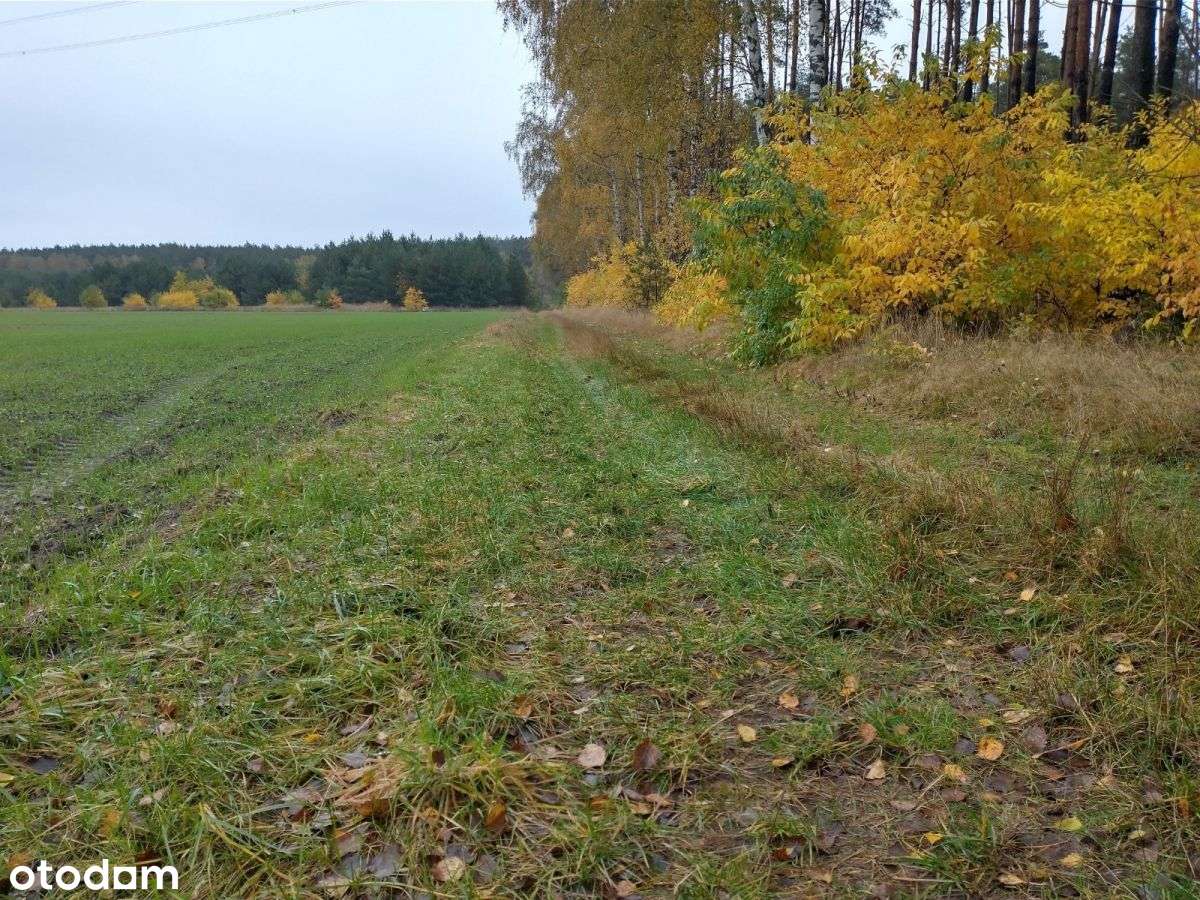 Podlesie, działka rolna - Pełny obrazek: 3/4