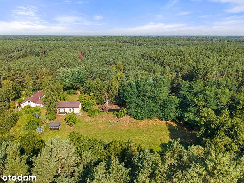 Luksus natury – 1,37 ha ziemi z domem i lasem - Pełny obrazek: 5/20