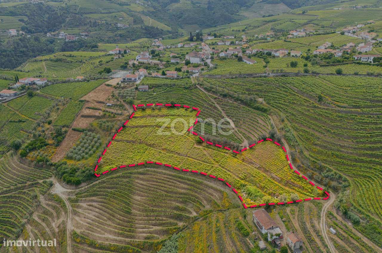 Terreno com Vinha de Benefício – 10.374 m² - Santa Marta de Penagui... - Grande imagem: 4/8