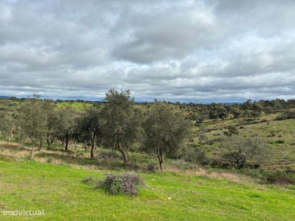 Quinta T2 em Serpa | Vista para a barragem-33