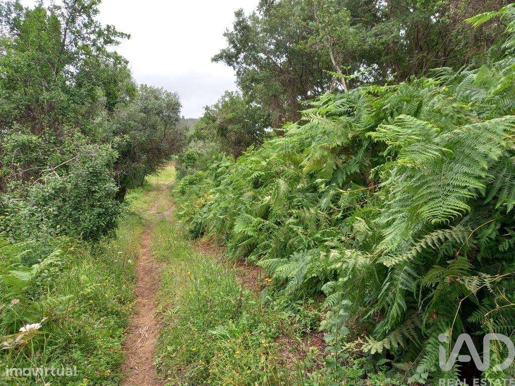 Terreno em Santo Isidoro de 4000,00 m2 - Grande imagem: 3/11