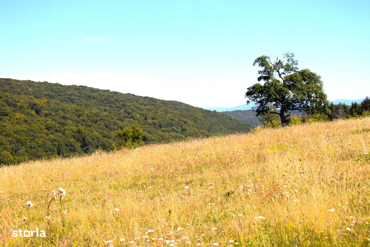 Ocazie rară 12 hectare teren extravilan,pășune sub prețul pieței - Imagine principală: 5/9
