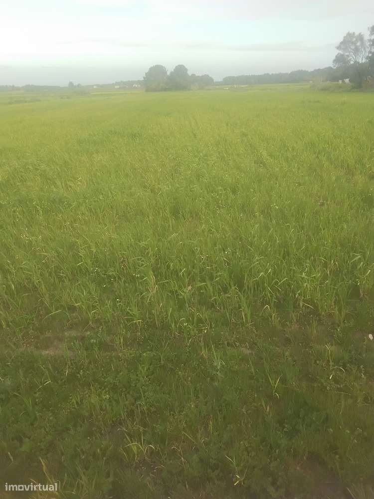 OrganicSweetPotatoesLiraMushroomsSeaweedAcerolaTableGrapeAloeVeraHoney - Grande imagem: 2/6