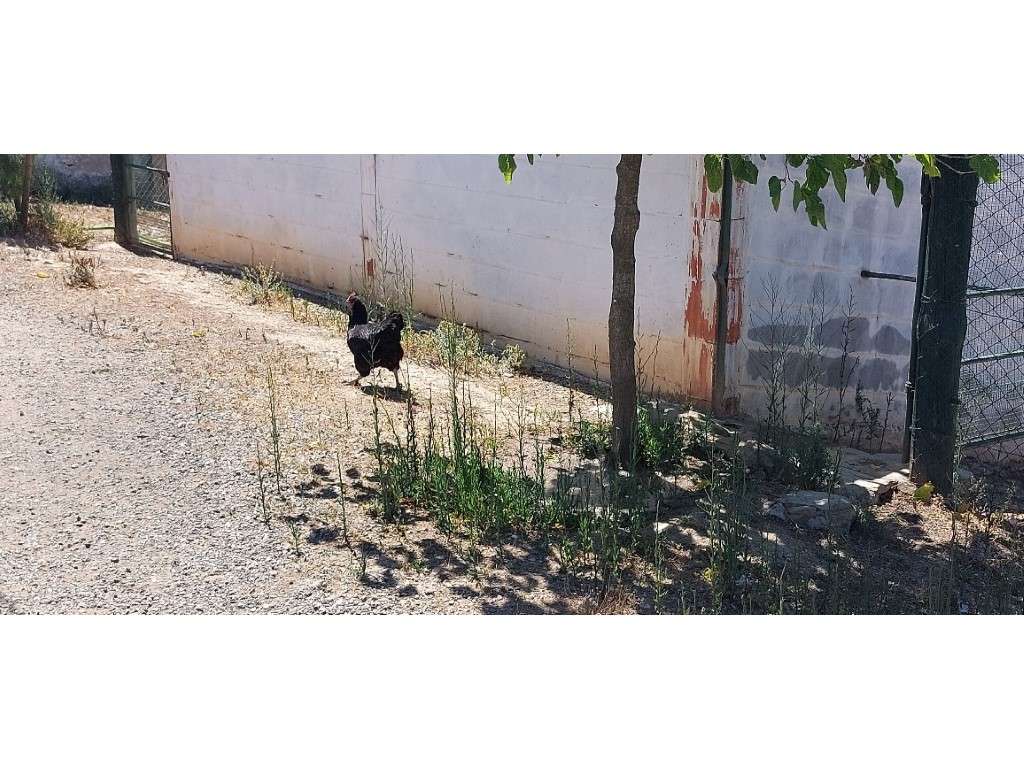 HERDADE 92 ha l Colos-34