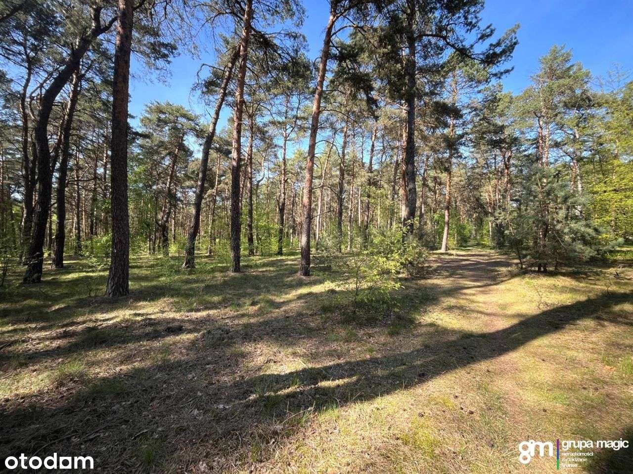 Piękna nieruchomość leśna - las sosnowy Kaszczorek - Pełny obrazek: 5/11