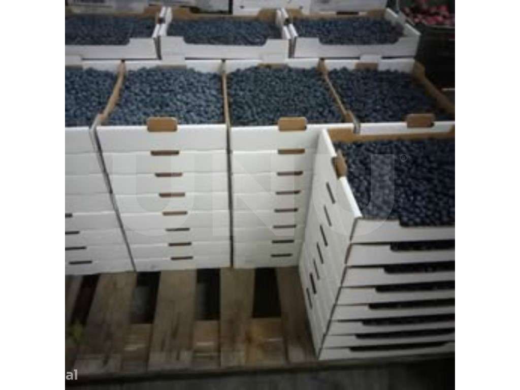 Terreno Agrícola Sustentável com Certificação Biológica em Orjais, ...-15