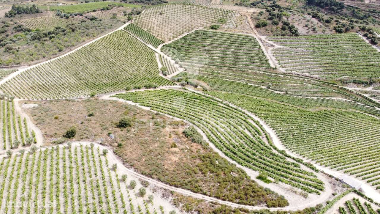 Quinta Agrícola em Cedovim – Vila Nova de Foz Côa - Grande imagem: 5/5