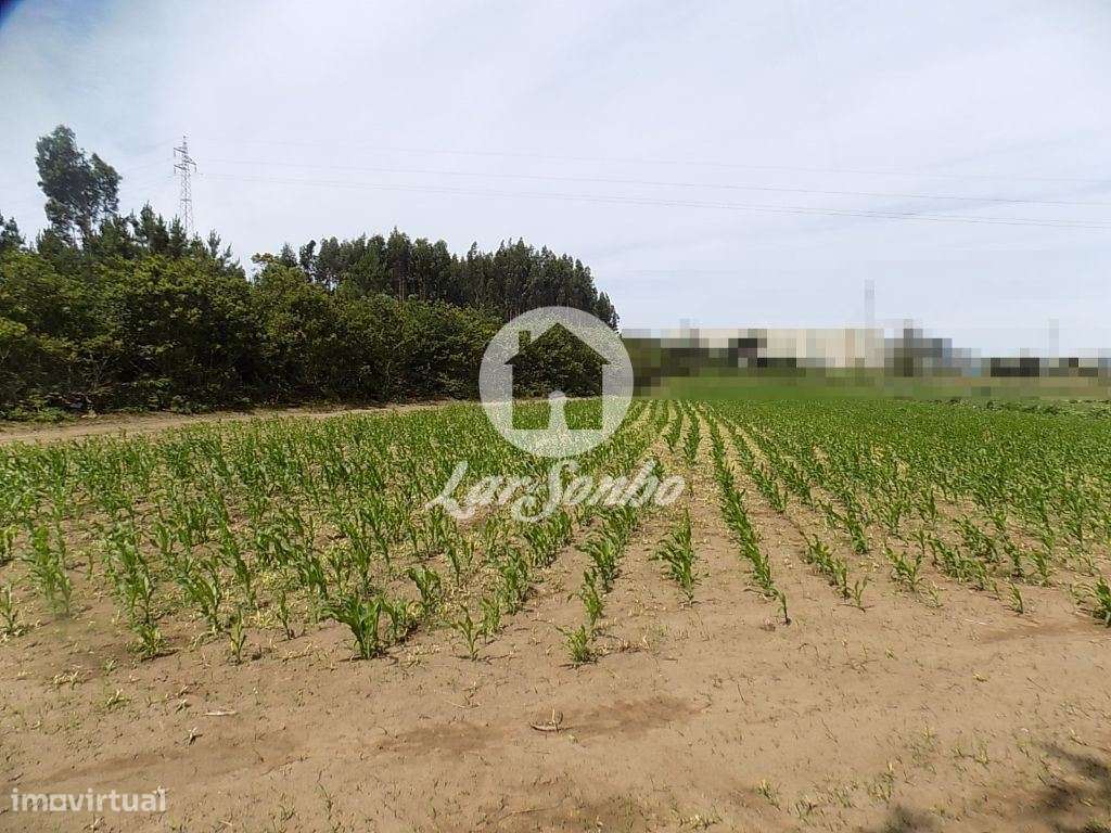 Terreno Misto c/ 92.000 m2 - Argivai - Grande imagem: 5/10