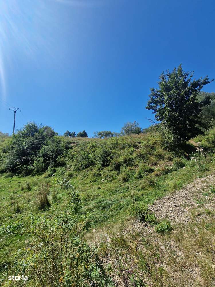 Vindem 17940 mp Salatruc - Vama - Bucovina-2