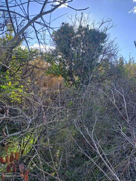 Terreno junto à ribeira - Grande imagem: 5/6