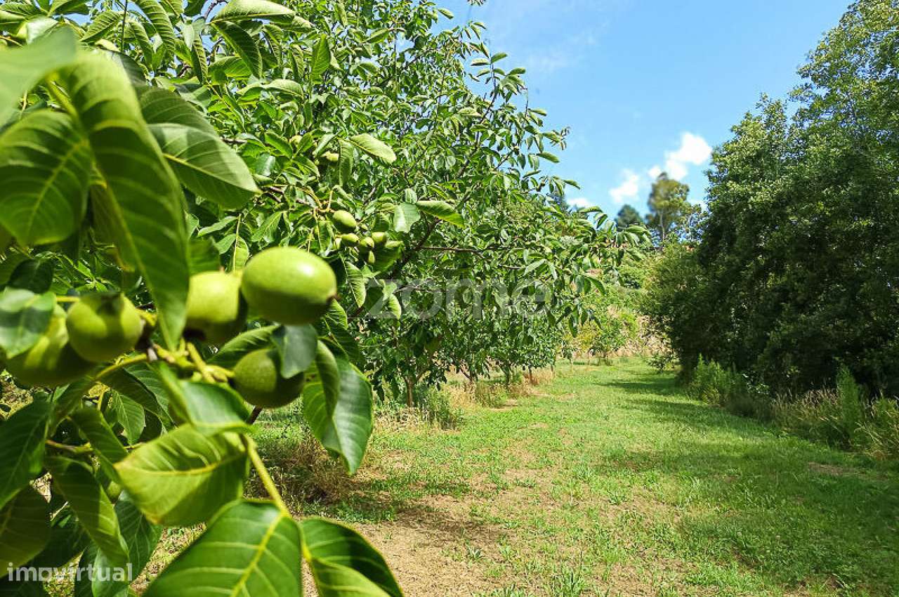 Quinta do Mosteiro de Salzedas com mais 17 ha e património histórico-53